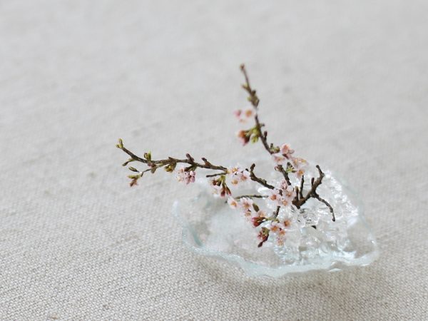 ミニチュア 桜 サクラ