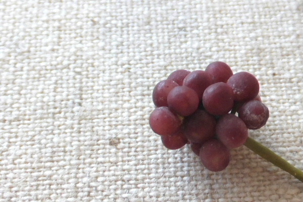 grape1509202