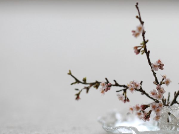 sakura　ミニチュア　桜　サクラ