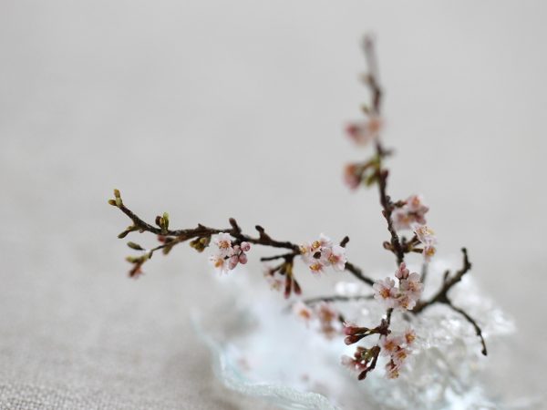 sakura　ミニチュア　桜　サクラ