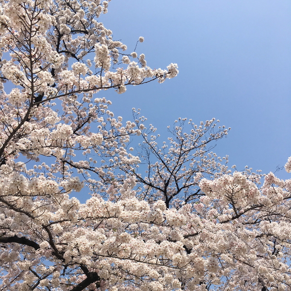 sakura　桜　お花見